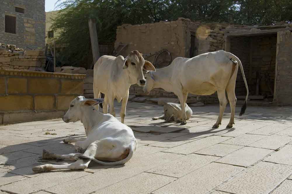 Vaca - India 4.jpg